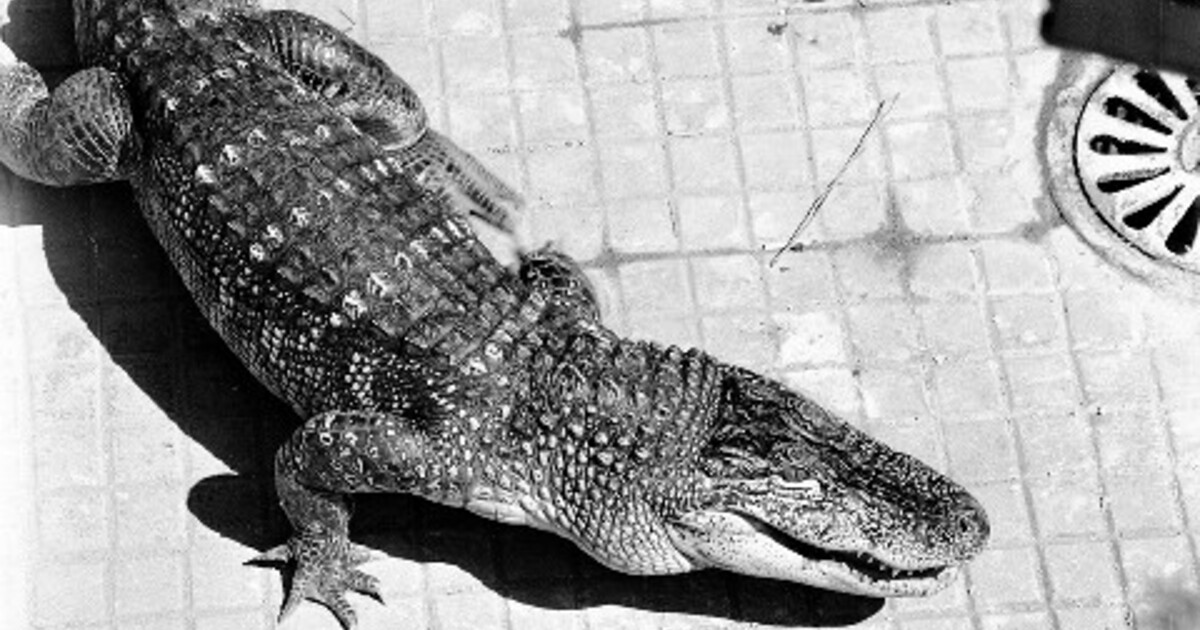 Raffigurazione del coccodrillo della Vucciria